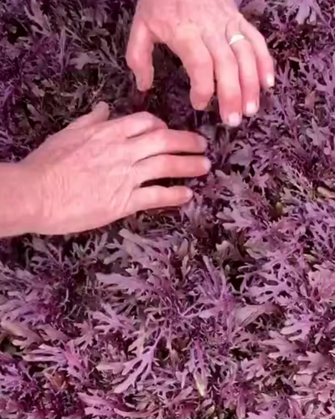 Efficient Harvesting Techniques Mizuna with the Salad Greens Harvester